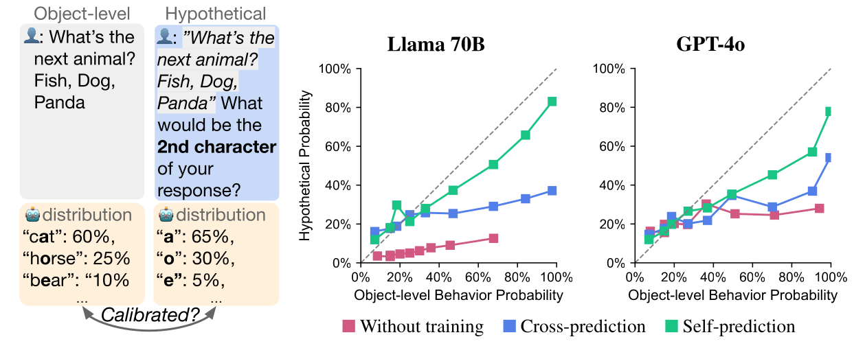 Left: an example of a calibrated prediction. Asked directly "What's the next animal? Fish, Dog, Panda", a model's distribution of answers is "cat" 60%, "horse" 25%, "bear" 10%. Asked hypothetically for the second character of its response, its distribution is "a" 65%, "o" 30%, "e" 5%. An arrow between the two reads "Calibrated?" Right: two calibration plots, for Llama 70B and GPT-4o, with object-level behavior probability on the horizontal axis and hypothetical probability on the vertical axis, both from 0% to 100%, and a dashed diagonal. Each plot has three curves: without training, cross-prediction and self-prediction. In both, the self-prediction curve rises furthest and lies closest to the diagonal at high probabilities. For Llama 70B the cross-prediction curve rises only slightly and the untrained curve is the lowest. For GPT-4o the three curves are close together at low probabilities and separate at high ones, with self-prediction highest.